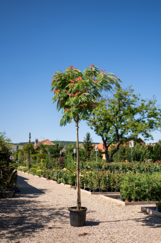 Catalog plante premium - Arbore de mătase (Albizia julibrissin 'Ombrella') 12-14 cm
