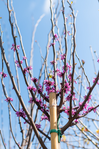 Arborele Lui Iuda (Cercis siliquastrum) C30L 08-10 cm [1]