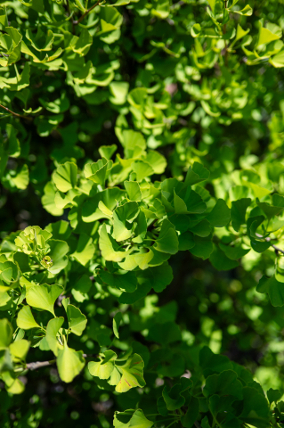 Arborele pagodelor (Ginkgo biloba) 160 cm [1]