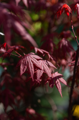 Arțar japonez (Acer palmatum 'Bloodgood') C30L [2]