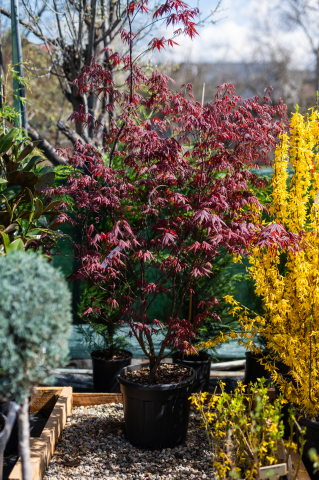 Toate produsele - Arțar japonez (Acer palmatum 'Bloodgood') C30L