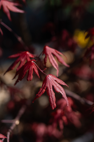 Arțar japonez (Acer palmatum 'Bloodgood') C30L [1]