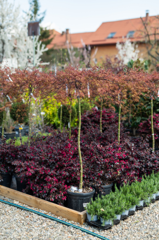 Toate produsele - Arțar japonez (Acer palmatum 'Dissectum Rosso') C15L T1/2 Fusto