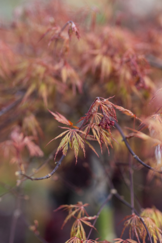 Arțar japonez (Acer palmatum 'Dissectum Rosso') C15L T1/2 Fusto [1]