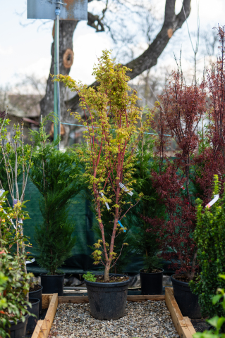 Arbori foioși - Arțar japonez (Acer palmatum 'Sango-kaku') C55L 150-175 cm