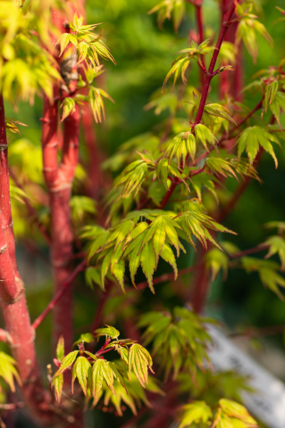 Arțar japonez (Acer palmatum 'Sango-kaku') C55L 150-175 cm [1]