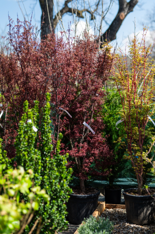 Toate produsele - Arțar japonez (Acer palmatum 'Skeeter's Broom') C35L