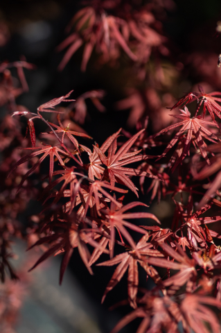 Arțar japonez (Acer palmatum 'Skeeter's Broom') C35L [1]