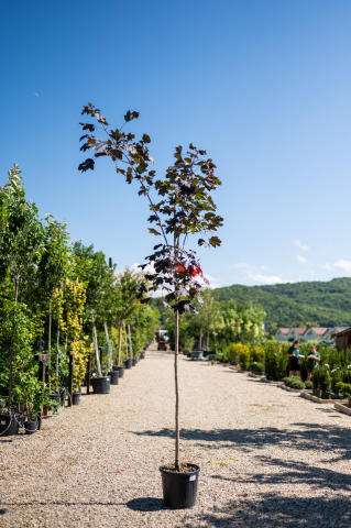 Catalog plante premium - Arțar norvegian (Acer platanoides 'Royal Red') 08-10 cm