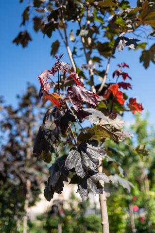 Arțar norvegian (Acer platanoides 'Royal Red') 08-10 cm [1]