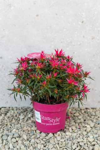 Arbuști ornamentali - Azalee (Azalea 'Starstyle Pink') CS15 20-30 cm