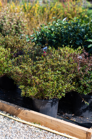 Toate produsele - Azalee japoneză (Azalea japonica) C25L