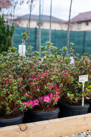Toate produsele - Azalee japoneză (Azalea japonica) C4L