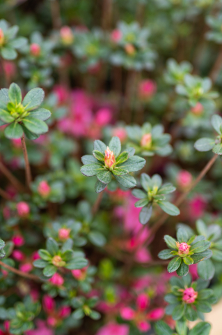Azalee japoneză (Azalea japonica) [1]