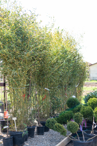 Toate produsele - Bambus (Phyllostachys bissetii - Bambusa) C30L