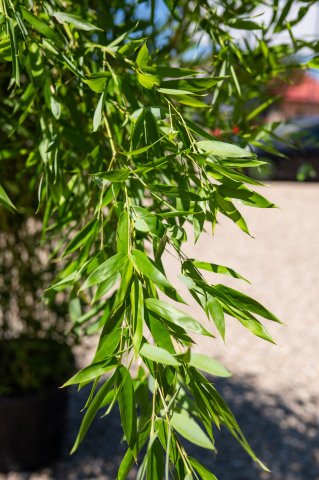 Bambus (Phyllostachys bissetii - Bambusa) C30L [1]