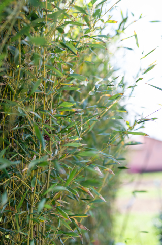 Bambus (Phyllostachys bissetii - Bambusa) C30L [1]