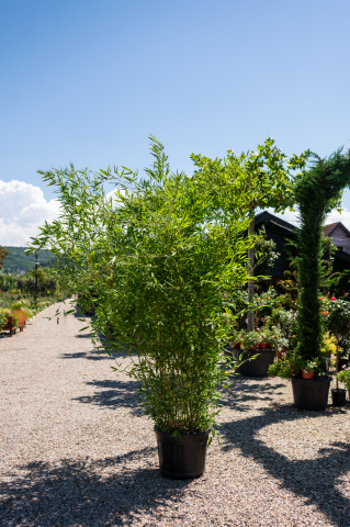 Catalog plante premium - Bambus (Phyllostachys bissetii - Bambusa) C30L