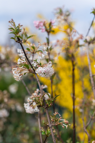 Călin (Viburnum × bodnantense 'Dawn') 60-80 cm [1]