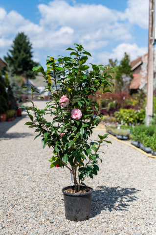 Toate produsele - Camelie japoneză (Camellia japonica) C7L