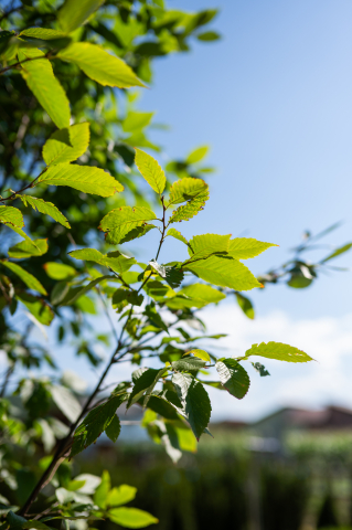 Carpen (Carpinus betulus 'Fastigiata') C55L 400-450 cm [2]
