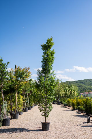 Catalog plante premium - Carpen (Carpinus betulus 'Fastigiata') C55L 400-450 cm