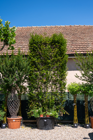 Catalog plante premium - Carpen (Carpinus betulus 'Fastigiata') Spalliera