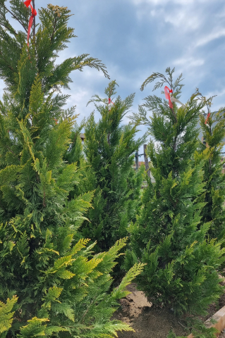 Toate produsele - Chiparos Lawson (Chamaecyparis lawsoniana 'Ivonne') 125-150 cm Tuns