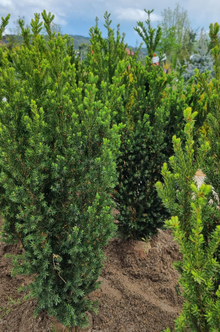Toate produsele - Chiparos Lawson (Chamaecyparis lawsoniana 'Ivonne') 125-150 cm Tuns