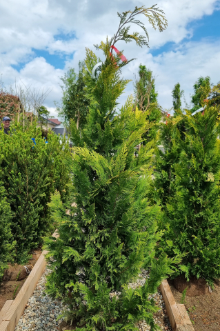 Chiparos Lawson (Chamaecyparis lawsoniana 'Ivonne') 125-150 cm Tuns [1]