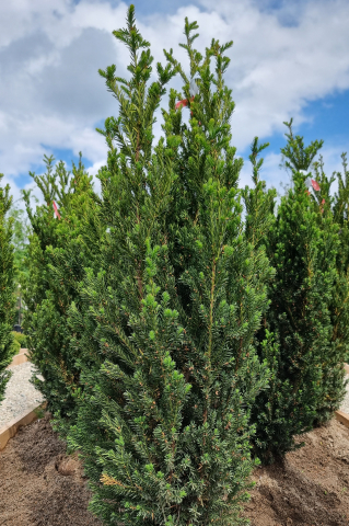 Chiparos Lawson (Chamaecyparis lawsoniana 'Ivonne') 125-150 cm Tuns [2]