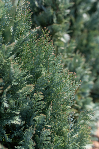 Chiparos Lawson (Chamaecyparis lawsoniana 'Van Pelt's Blue') 125-150 cm [2]