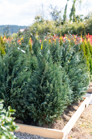 Toate produsele - Chiparos Lawson (Chamaecyparis lawsoniana 'Van Pelt's Blue') 125-150 cm