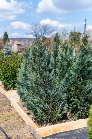 Chiparos Lawson (Chamaecyparis lawsoniana 'Van Pelt's Blue') 125-150 cm [1]
