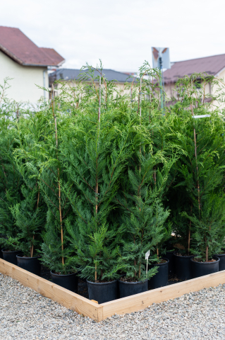 Toate produsele - Chiparos / Leiland (Cupressocyparis leylandii) C10L 150-170 cm