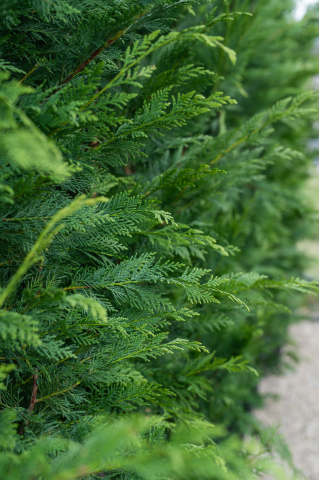 Chiparos / Leiland (Cupressocyparis leylandii) C15L 200+ [2]