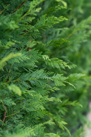 Chiparos / Leiland (Cupressocyparis leylandii) C15L 200+ [1]