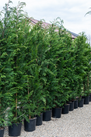 Toate produsele - Chiparos / Leiland (Cupressocyparis leylandii) C15L 200+