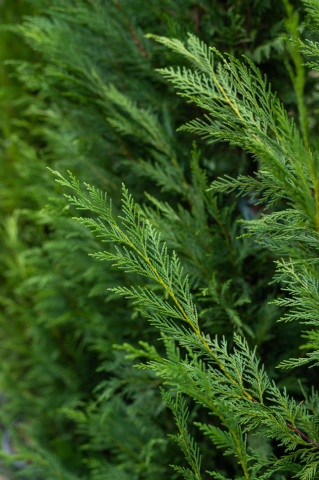 Chiparos / Leiland (Cupressocyparis leylandii) C30L 250-300 cm [2]