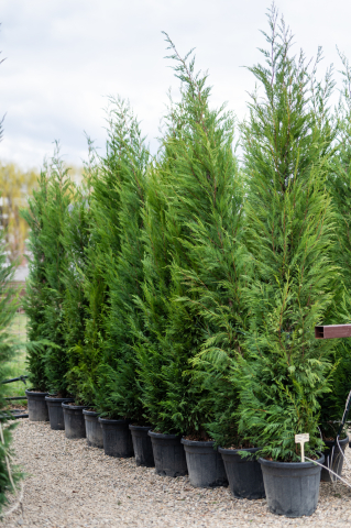 Toate produsele - Chiparos / Leiland (Cupressocyparis leylandii) C30L 250-300 cm