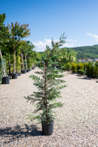 Chiparos / Leiland (Cupressocyparis leylandii) C5L 100-120 cm [0]