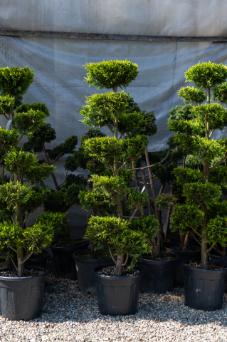 Arbori coniferi - Chiparos / Leiland (Cupressocyparis leylandii 'Castlewellan Gold') Pon-Pon