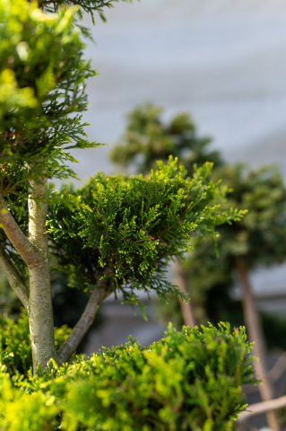 Chiparos / Leiland (Cupressocyparis leylandii 'Castlewellan Gold') Pon-Pon [1]