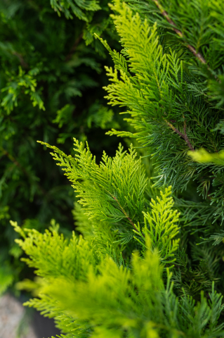 Chiparos / Leiland (Cupressocyparis leylandii 'Gold Rider') C30L 200-250 cm [2]
