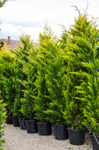Toate produsele - Chiparos / Leiland (Cupressocyparis leylandii 'Gold Rider') C30L 200-250 cm