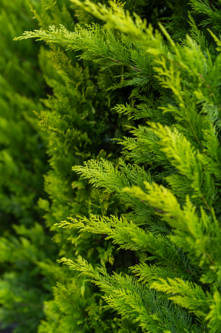 Chiparos / Leiland (Cupressocyparis leylandii 'Gold Rider') C30L 200-250 cm [1]