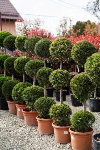 Toate produsele - Chiparos Leyland auriu (Cupressocyparis leylandii 'Gold Rider') 3 Glob
