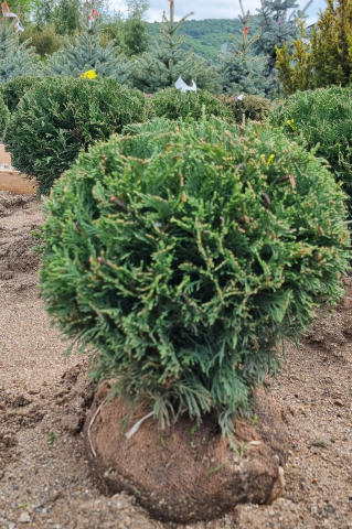 Chiparos Leyland (× Cupressocyparis leylandii) 30-40 cm Globosum [1]