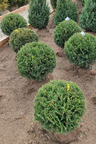 Toate produsele - Chiparos Leyland (× Cupressocyparis leylandii) 30-40 cm Globosum