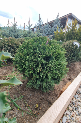 Chiparos Leyland (× Cupressocyparis leylandii) 40-50 cm Globosum [1]